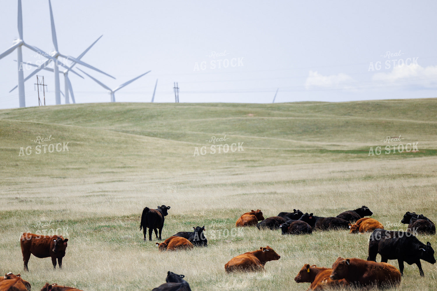 Angus Cattle on Pasture 104105
