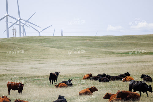 Angus Cattle on Pasture 104105