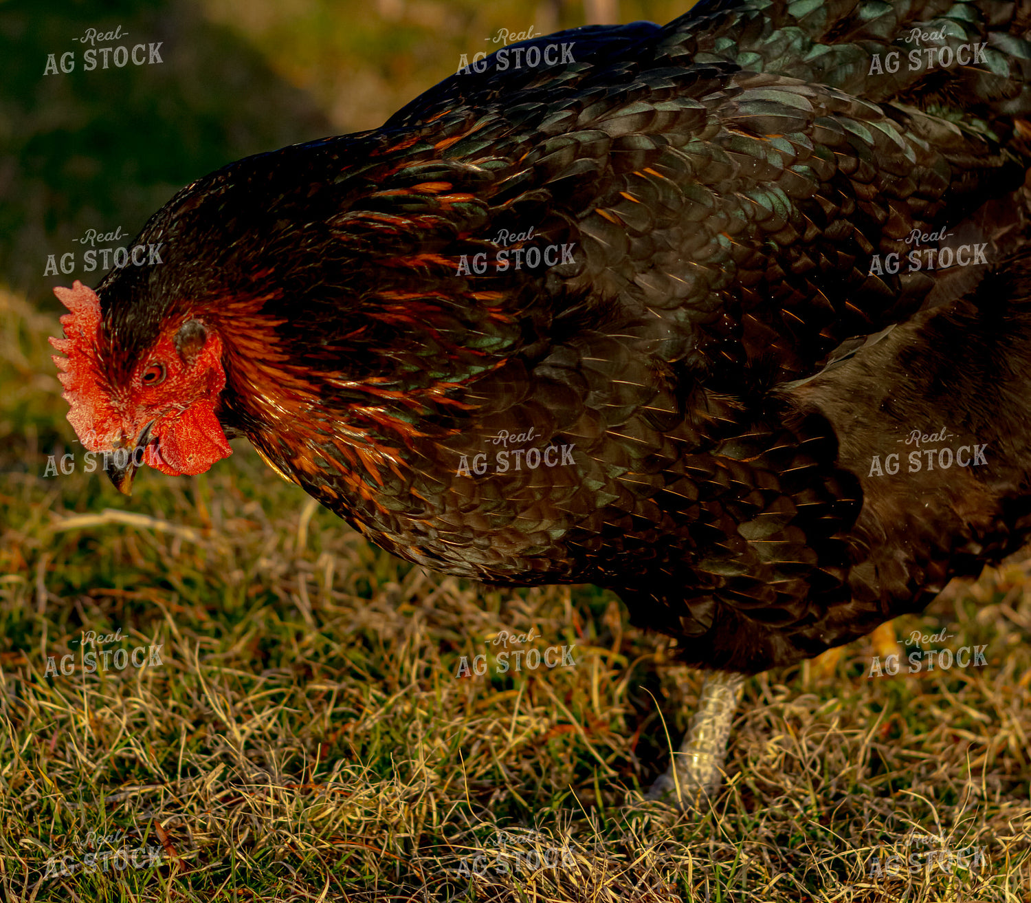Chicken 283022