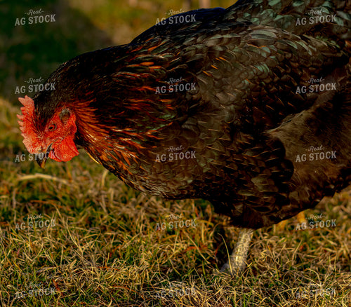 Chicken 283022