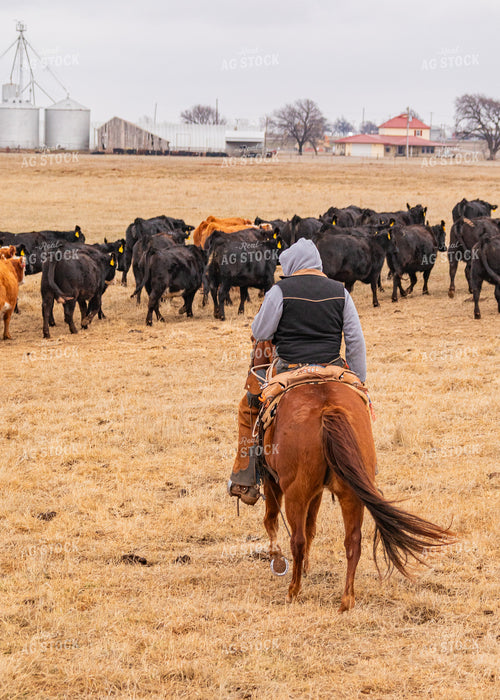 Rancher Herding Cattle on Horseback 231055