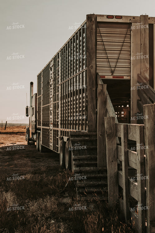 Loading Livestock Trailer 298004
