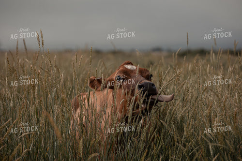 Cow Laying in Pasture 304073