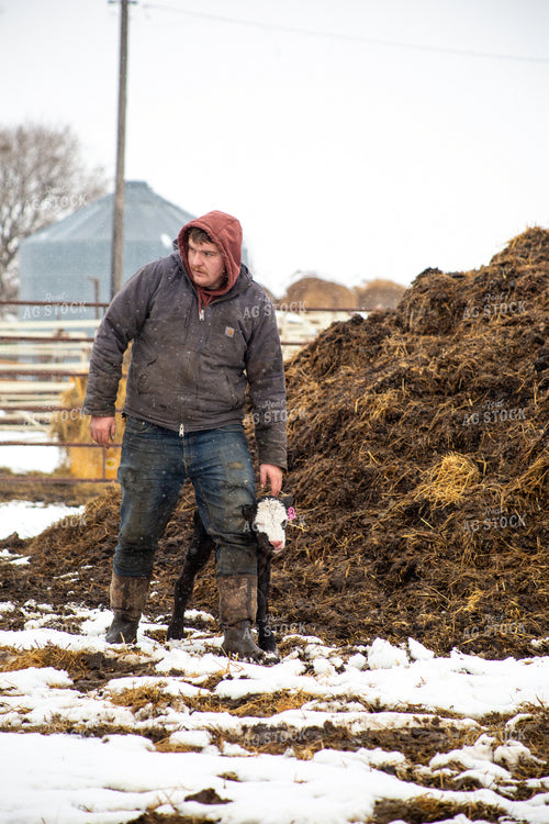 Farmer Checking Calves 155424