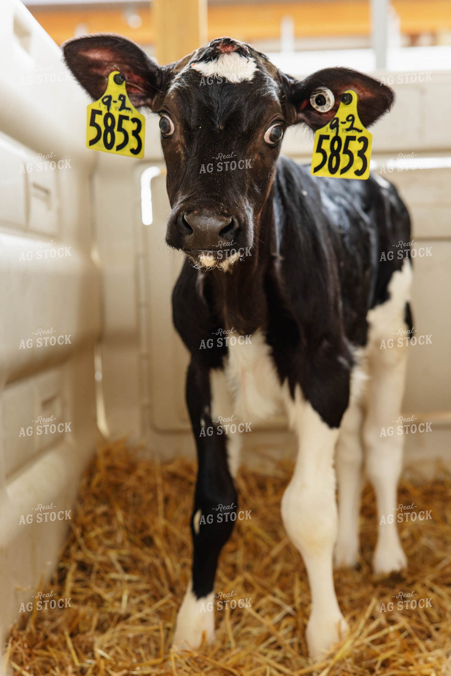 Holstein Calf 152622