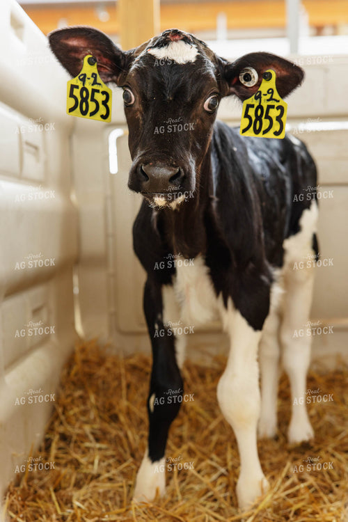 Holstein Calf 152622