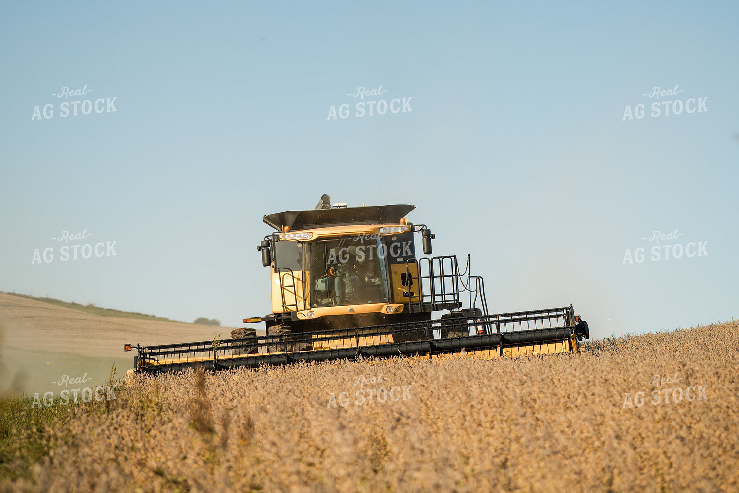 Soybean Harvest 215082