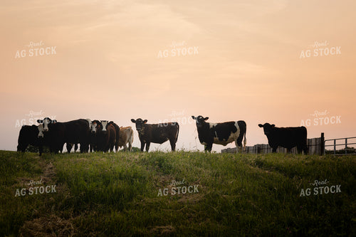 Cattle on Pasture 281003