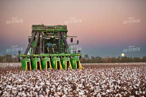 Cotton Harvest 136177