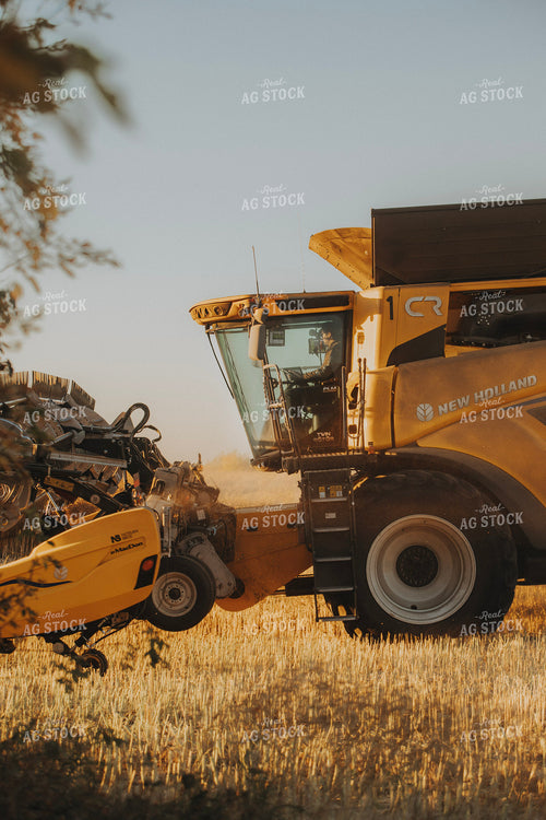 Canola Harvest 187419
