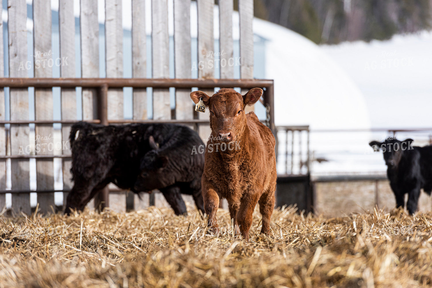 Calves 195048