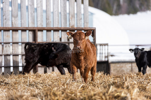 Calves 195048