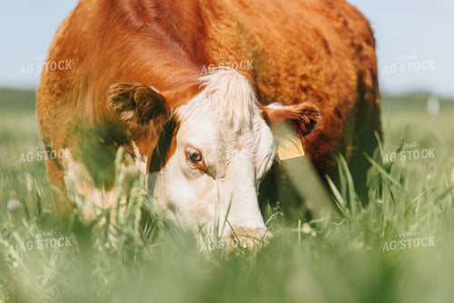 Hereford Cow in Pasture 68064
