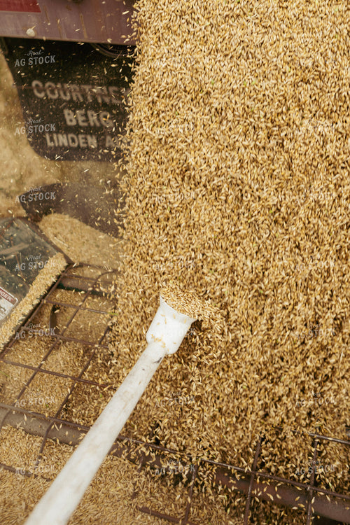Sampling Harvested Wheat 187258