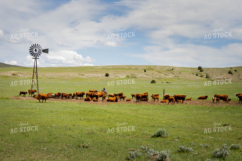 Rancher Check Red Angus Cattle on Horseback 97166