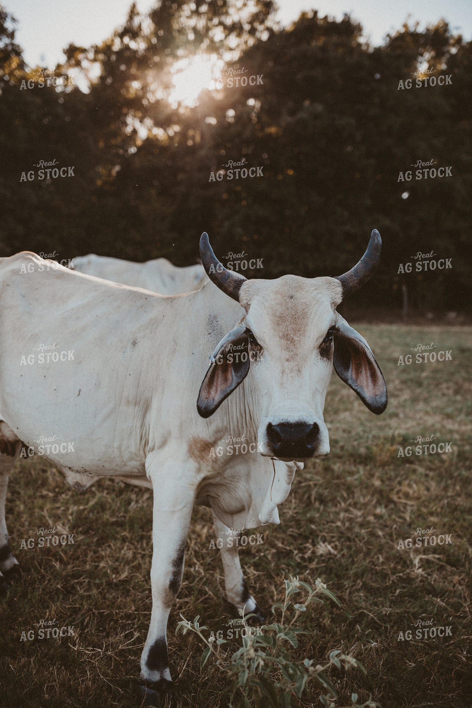 Brahman Cattle 203039