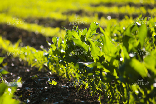Early Season Corn 209013