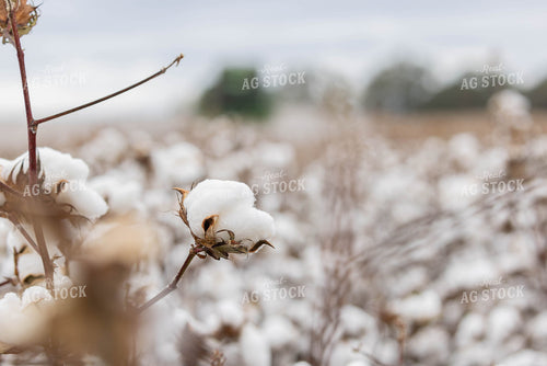 Bursting Bulb Cotton 79532