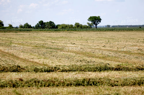 Hay Windrows 141588