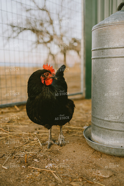 Free Range Chickens  61169