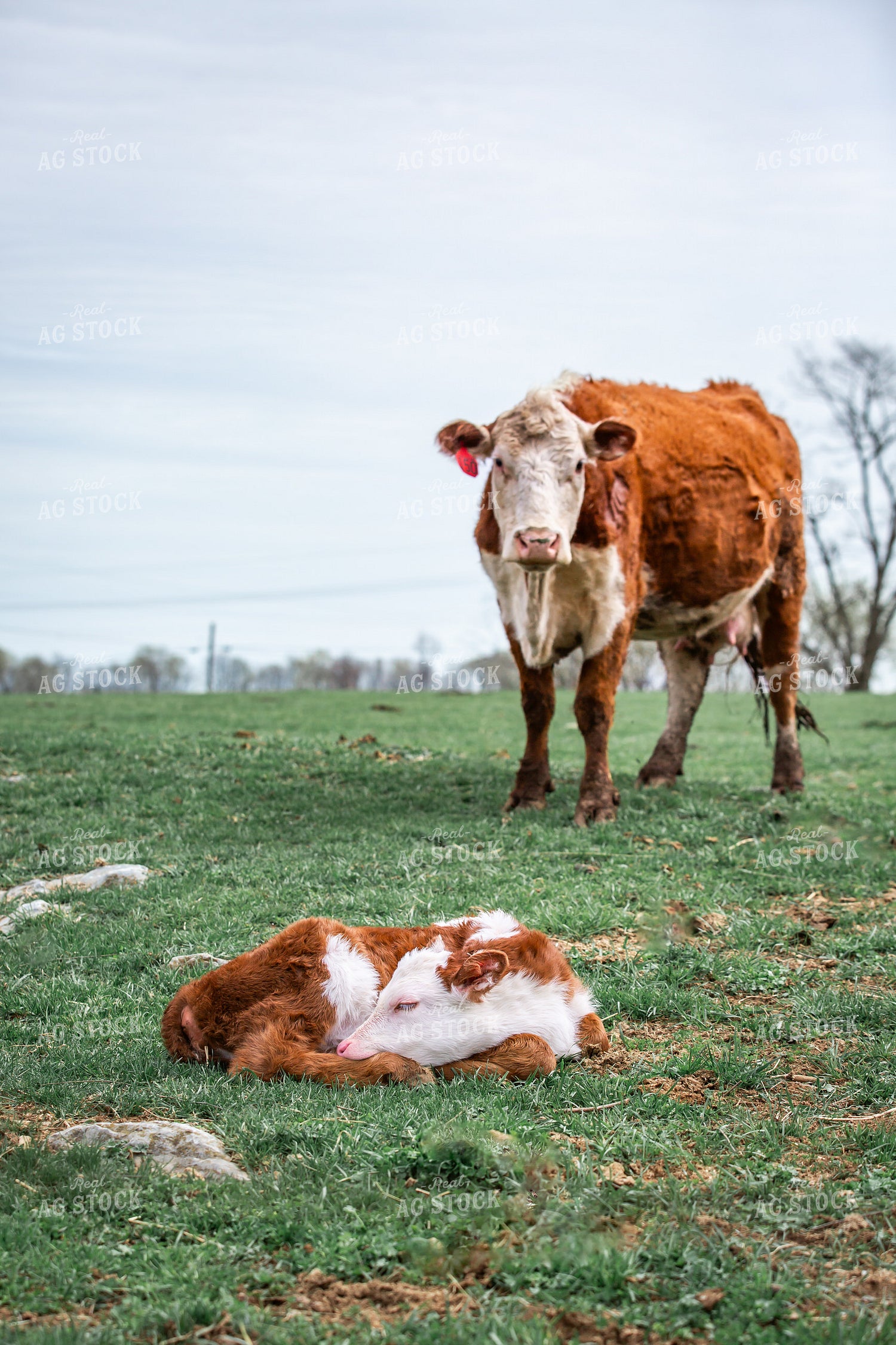 Hereford Cow Calf Pair 270494