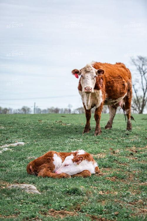 Hereford Cow Calf Pair 270494