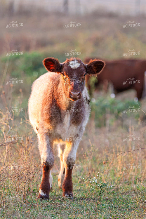 Shorthorn Cattle on Pasture 160440