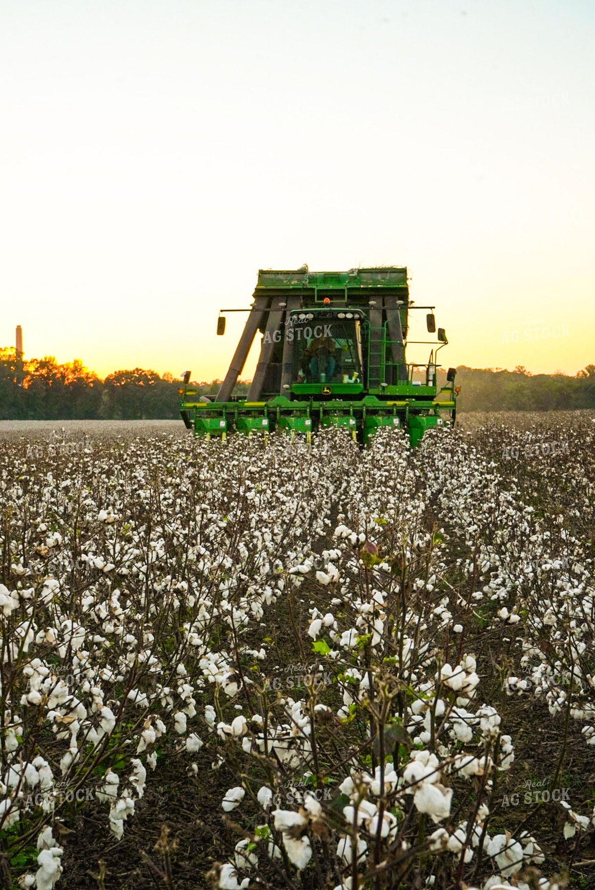 John Deere Cotton Picker Harvesting at Sunset 416006