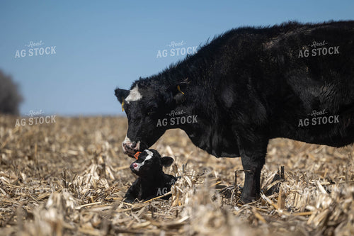 Cow Calf Pair on Cornstalks 72165