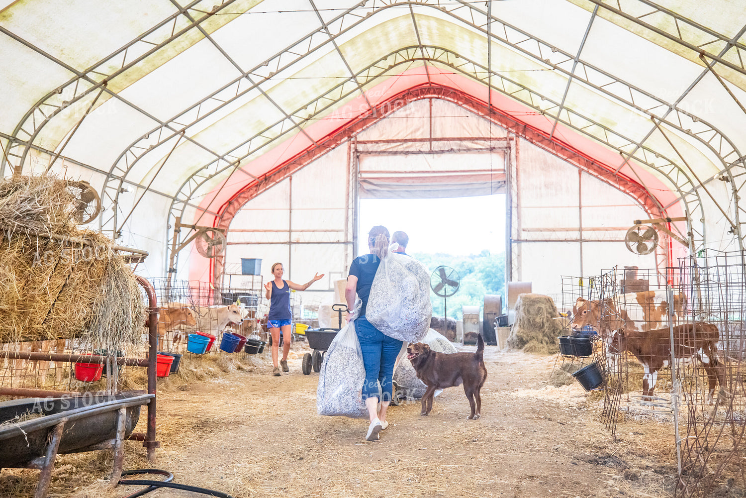 Farmers Changing Bedding in Calf Stalls 270549