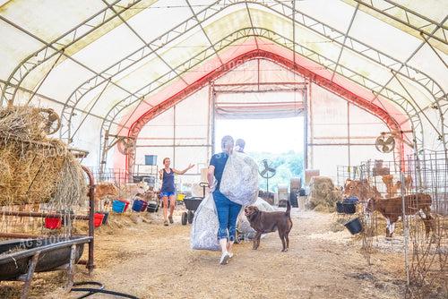 Farmers Changing Bedding in Calf Stalls 270549