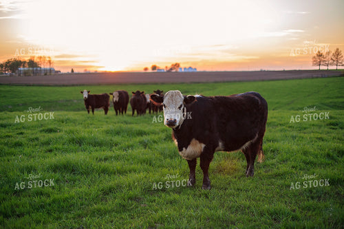 Black Baldy Cattle in Pasture 93189