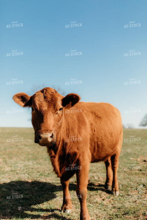 Cattle on Pasture 203007