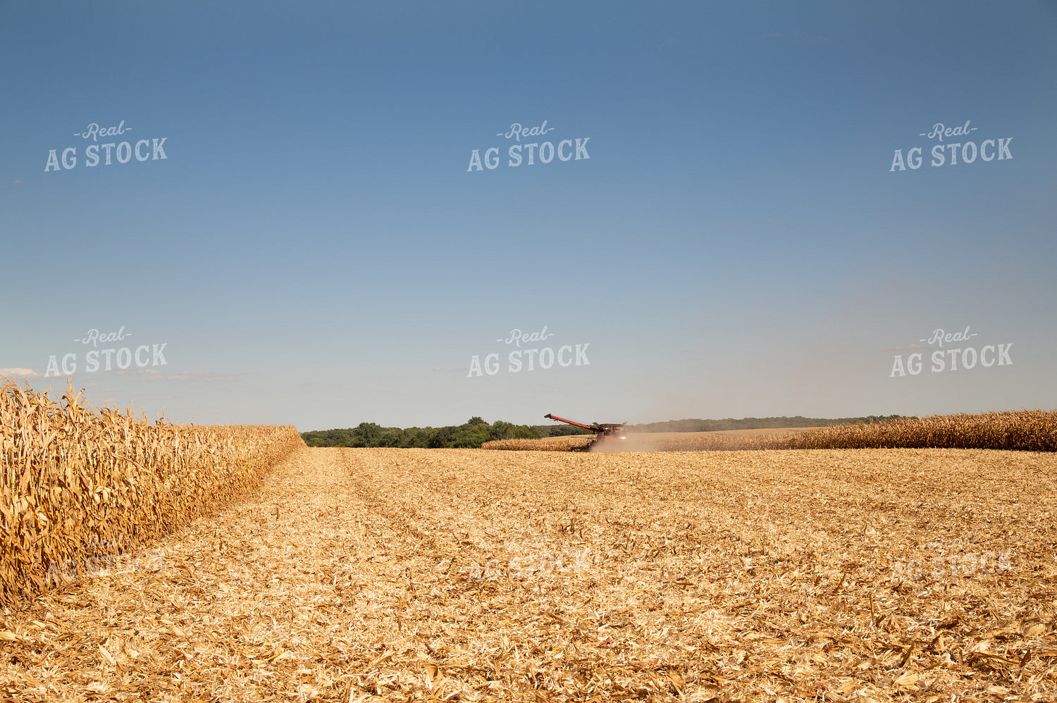 Combine Harvesting Corn on a Sunny Day 25923