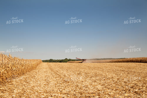 Combine Harvesting Corn on a Sunny Day 25923