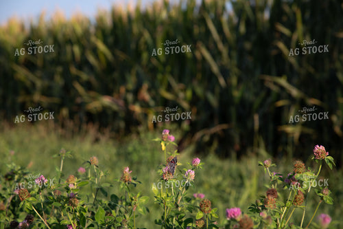 Butterfly Collecting Nectar and Pollen from Wildflowers on CRP Land next to a Corn Field 25035