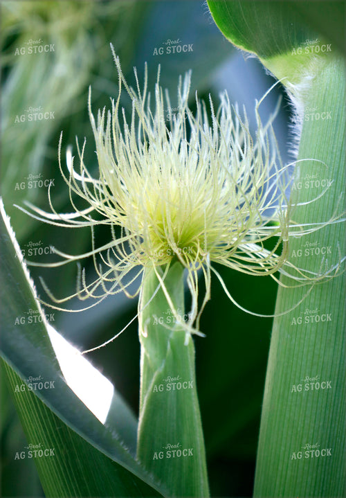 Corn Silks 141626