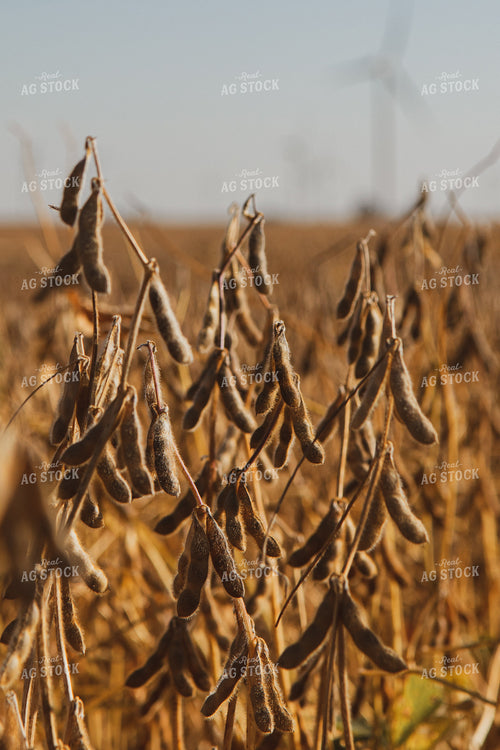 Dried Soybean Field 67217
