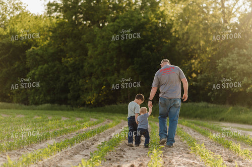 Farm Family Waling in Early Growth Corn Field 115058