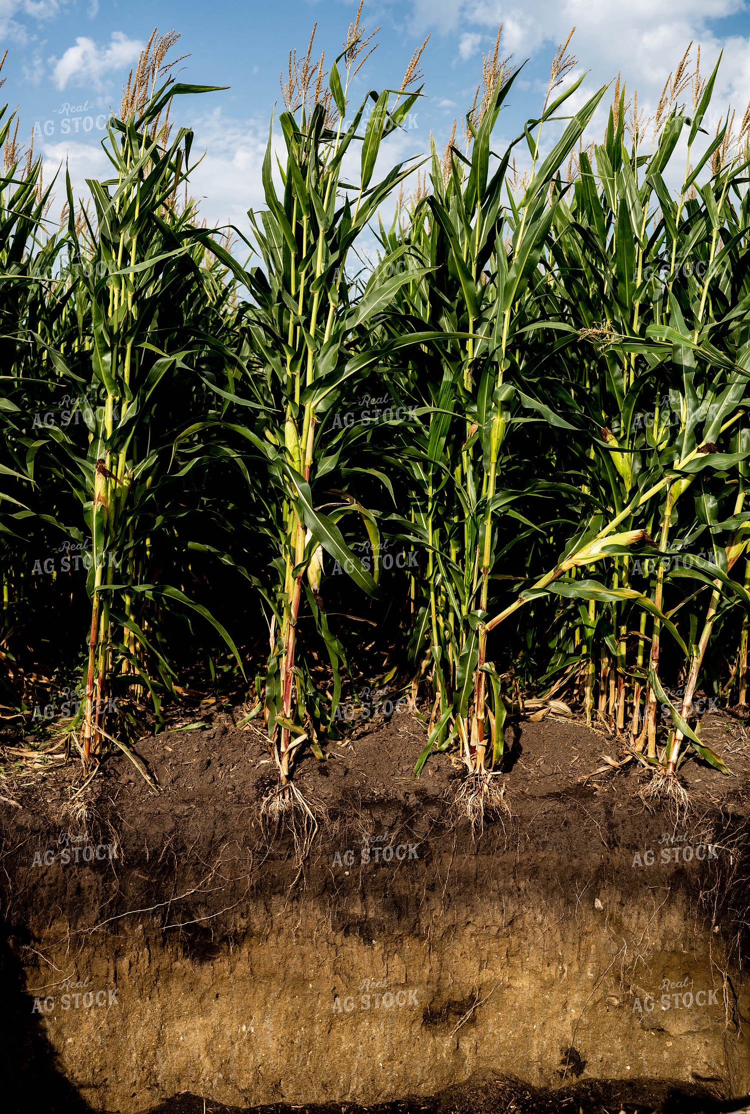 Soil Types 185082