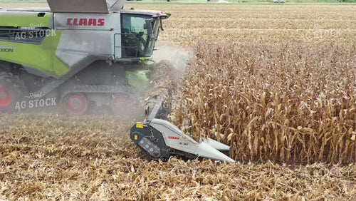 Corn Harvest 79431