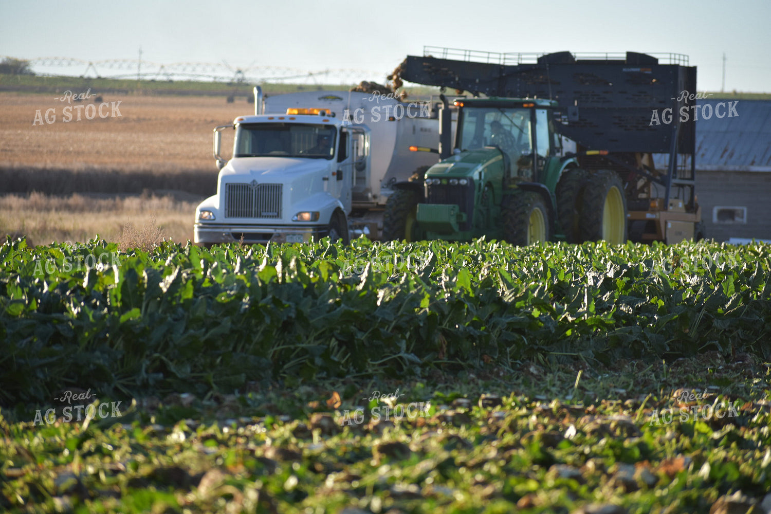 Sugar Beet Harvest 148019