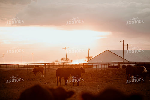 Feedyard 3117