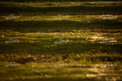 Cutting Hay 4941