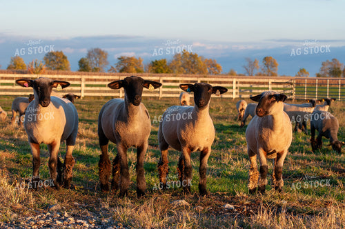Sheep 103061