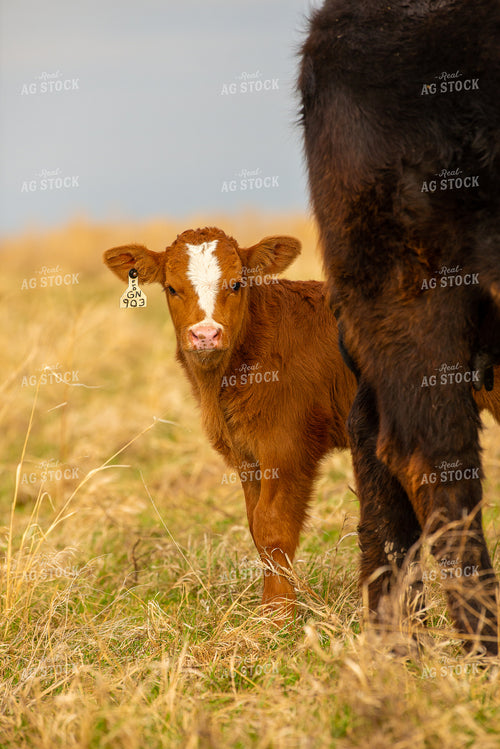 Simmental Calf 299148