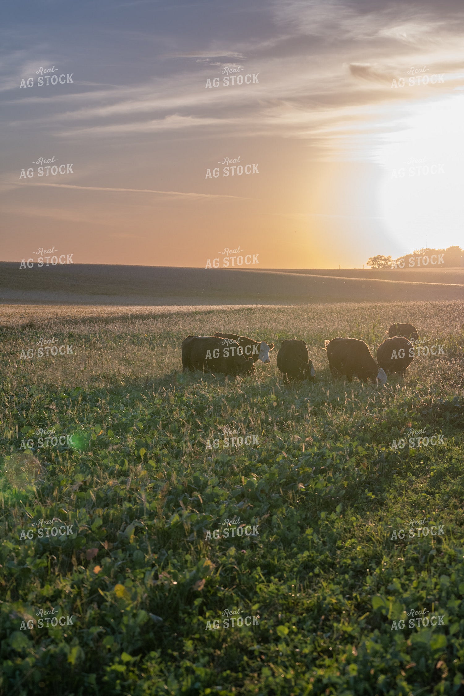 Cattle in Green Pasture 76072