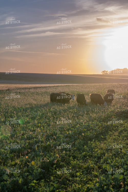 Cattle in Green Pasture 76072
