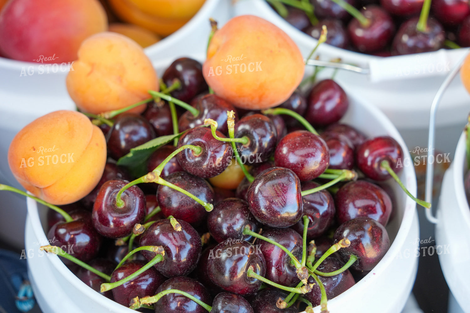 Cherries and Apricots 65792