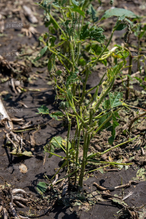 Hail Damaged Soybean Field 65893